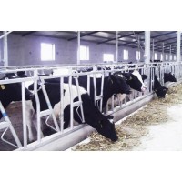 供應(yīng)中農(nóng)基業(yè)牛頸枷 牛臥床 牛體刷等養(yǎng)殖設(shè)備專賣