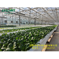 蔬菜大棚提高經濟收益的方法